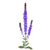 Шавлія гайова Шавлія дібровна New Dimension Blue Salvia nemorosa New Dimension Blue Рослини-заповнювачі Filler plants