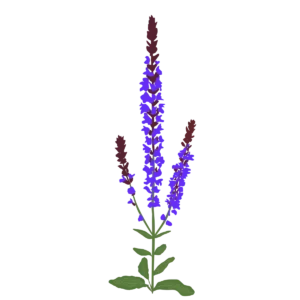 Шавлія гайова Шавлія дібровна New Dimension Blue Salvia nemorosa New Dimension Blue Рослини-заповнювачі Filler plants