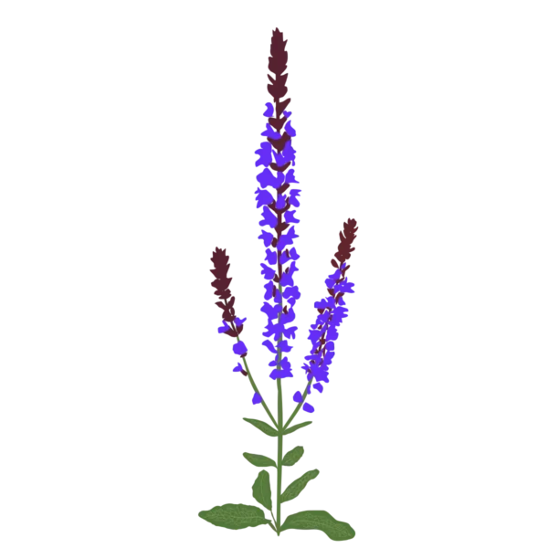 Шавлія гайова Шавлія дібровна New Dimension Blue Salvia nemorosa New Dimension Blue Рослини-заповнювачі Filler plants