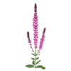 Шавлія гайова Шавлія дібровна New Dimension Rose Salvia nemorosa New Dimension Rose Рослини-заповнювачі Filler plants
