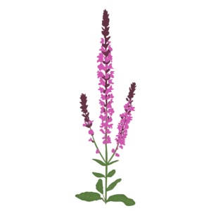 Ілюстрація саджанця шавлії гайової New Dimension Rose Salvia nemorosa New Dimension Rose Гребля Шавлія гайова Шавлія дібровна New Dimension Rose Salvia nemorosa New Dimension Rose Рослини-заповнювачі Filler plants
