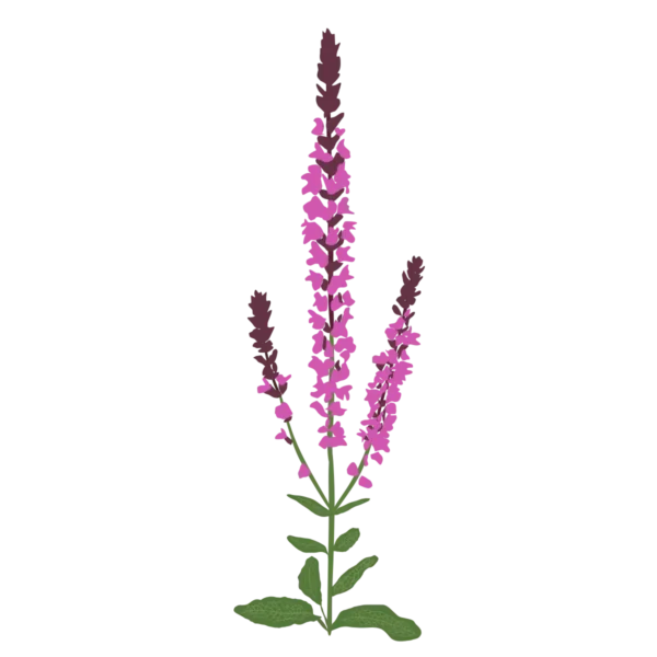Шавлія гайова Шавлія дібровна New Dimension Rose Salvia nemorosa New Dimension Rose Рослини-заповнювачі Filler plants