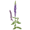 Шавлія чудова Merleau Blue Compact Salvia superba Merleau Blue Compact Рослини-заповнювачі Filler plants