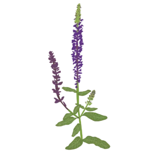 Ілюстрація саджанця шавлії чудової Merleau Blue Compact Salvia superba Merleau Blue Compact Гребля Шавлія чудова Merleau Blue Compact Salvia superba Merleau Blue Compact Рослини-заповнювачі Filler plants
