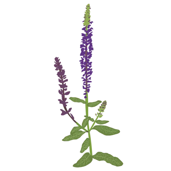 Шавлія чудова Merleau Blue Compact Salvia superba Merleau Blue Compact Рослини-заповнювачі Filler plants