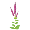 Шавлія чудова Queen Rose Salvia superba Queen Rose Рослини-заповнювачі Filler plants