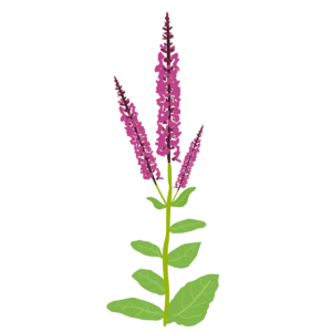 Шавлія чудова Queen Rose Salvia superba Queen Rose Рослини-заповнювачі Filler plants