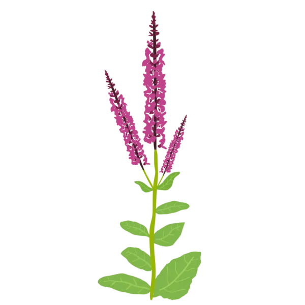 Шавлія чудова Queen Rose Salvia superba Queen Rose Рослини-заповнювачі Filler plants