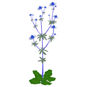 Миколайчики плоскі Blue Glitter Eryngium planum Blue Glitter Сезонні рослини Seasonal plants Квітник Flower