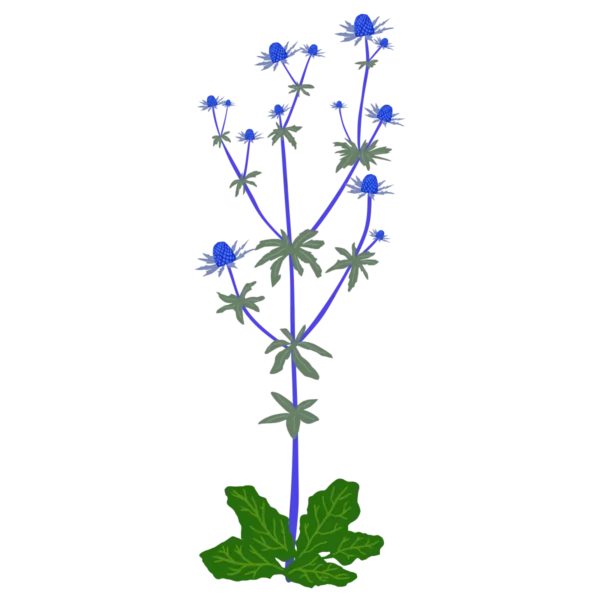Миколайчики плоскі Blue Glitter Eryngium planum Blue Glitter Сезонні рослини Seasonal plants Квітник Flower