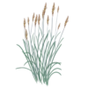 Соргаструм Indian Steel Sorghastrum nutans Indian Steel Сезонні рослини Seasonal plants Трава теплого сезону Warm season
