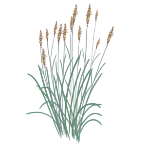 Соргаструм Indian Steel Sorghastrum nutans Indian Steel Сезонні рослини Seasonal plants Трава теплого сезону Warm season