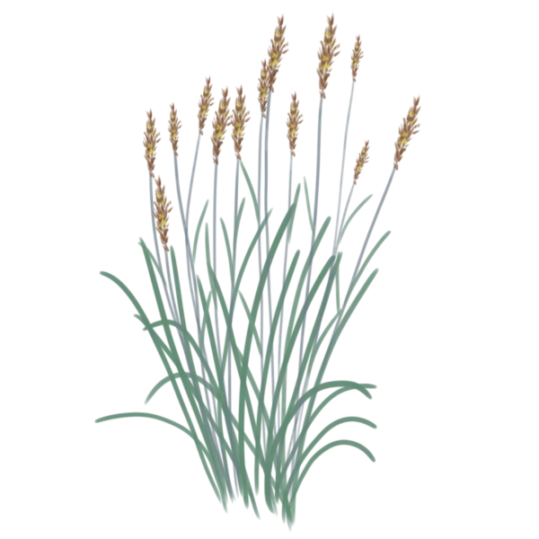 Соргаструм Indian Steel Sorghastrum nutans Indian Steel Сезонні рослини Seasonal plants Трава теплого сезону Warm season