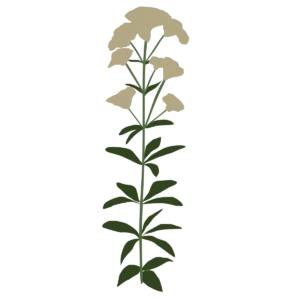 Сідач Ivory Towers Eupatorium purpureum Ivory Towers сезонні рослини Гребля квітник рослини для квітника