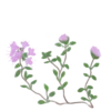Чебрець повзучий Thymus serpyllum Ґрунтопокривні рослини Дуже низька Спеція
