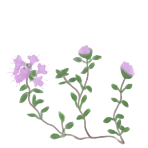 Чебрець повзучий Thymus serpyllum Ґрунтопокривні рослини Дуже низька Спеція