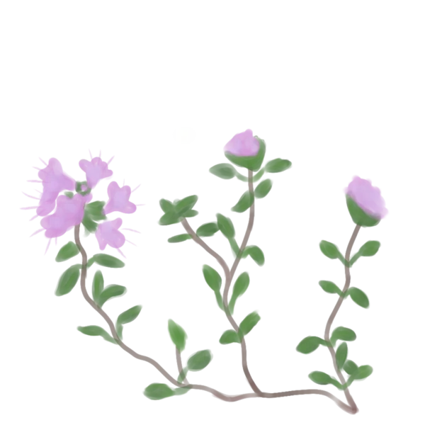 Чебрець повзучий Thymus serpyllum Ґрунтопокривні рослини Дуже низька Спеція