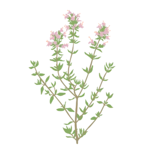 Чебрець звичайний Чебрець садовий Thymus vulgaris Ґрунтопокривні рослини Спеція