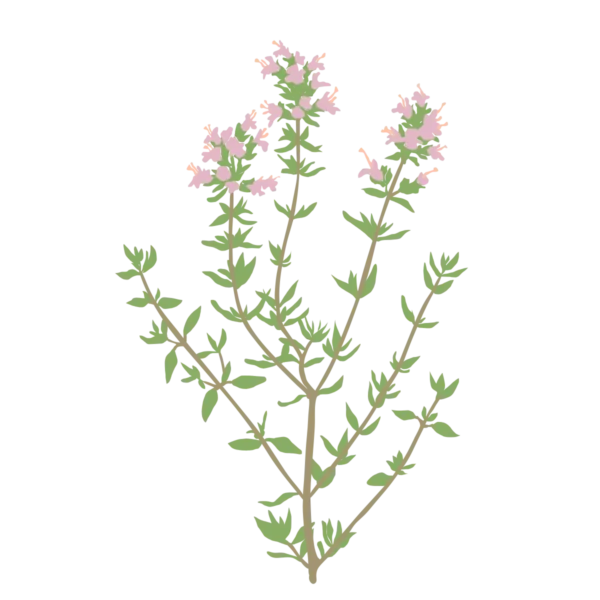 Чебрець звичайний Чебрець садовий Thymus vulgaris Ґрунтопокривні рослини Спеція