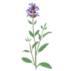 Шавлія лікарська Salvia officinalis Рожева палітра кольорів Сезонні рослини Seasonal plants Ароманта рослина