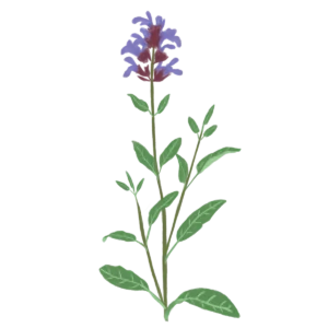 Шавлія лікарська Salvia officinalis Рожева палітра кольорів Сезонні рослини Seasonal plants Ароманта рослина