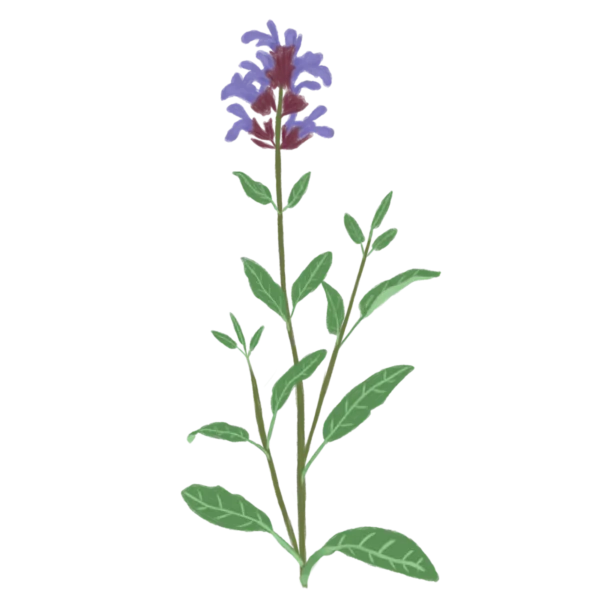 Шавлія лікарська Salvia officinalis Рожева палітра кольорів Сезонні рослини Seasonal plants Ароманта рослина
