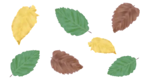 Інформація про граб звичаний Граб звичайний Carpinus betulus Cаджанці граба звичайного Cтруктурні рослини Structural plants Живопліт Рослини для живоплоту Hedge Гребля