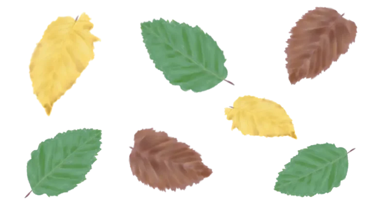 Інформація про граб звичаний Граб звичайний Carpinus betulus Cаджанці граба звичайного Cтруктурні рослини Structural plants Живопліт Рослини для живоплоту Hedge Гребля