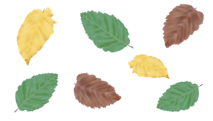 Інформація про граб звичаний Граб звичайний Carpinus betulus Cаджанці граба звичайного Cтруктурні рослини Structural plants Живопліт Рослини для живоплоту Hedge Гребля