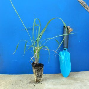 Соргаструм Indian Steel Sorghastrum nutans Indian Steel Сезонні рослини Seasonal plants Трава теплого сезону Warm season