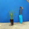 Споробол повітряний Sporobolus airoides Сезонні рослини Seasonal plants Ґрунтопокривні рослини Groundcover plants