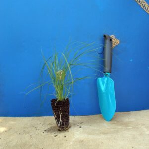 Споробол повітряний Sporobolus airoides Сезонні рослини Seasonal plants Ґрунтопокривні рослини Groundcover plants