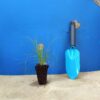 Споробол розлогий Sporobolus heterolepis Сезонні рослини Ґрунтопокривні рослини Seasonal plants Groundcover plants