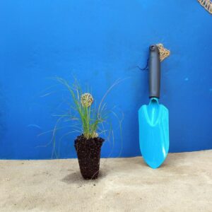 Споробол розлогий Sporobolus heterolepis Сезонні рослини Ґрунтопокривні рослини Seasonal plants Groundcover plants