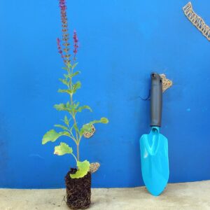 Шавлія гайова Шавлія дібровна New Dimension Blue Salvia nemorosa New Dimension Blue Рослини-заповнювачі Filler plants
