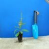 Шавлія гайова Шавлія дібровна New Dimension Rose Salvia nemorosa New Dimension Rose Рослини-заповнювачі Filler plants
