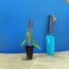 Шавлія чудова Merleau Blue Compact Salvia superba Merleau Blue Compact Рослини-заповнювачі Filler plants