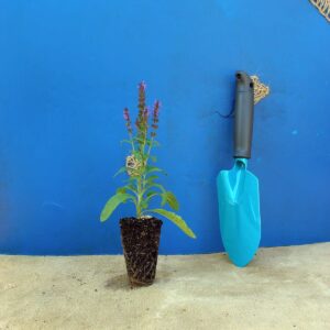Шавлія чудова Merleau Blue Compact Salvia superba Merleau Blue Compact Рослини-заповнювачі Filler plants