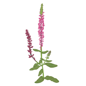 Ілюстрація саджанця шавлії чудової Merleau Rose Compact Salvia superba Merleau Rose Compact Гребля Шавлія чудова Merleau Rose Compact Salvia superba Merleau Rose Compact Рослини-заповнювачі Filler plants