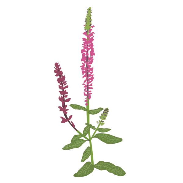 Шавлія чудова Merleau Rose Compact Salvia superba Merleau Rose Compact Рослини-заповнювачі Filler plants