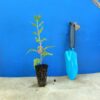 Шавлія чудова Queen Rose Salvia superba Queen Rose Рослини-заповнювачі Filler plants