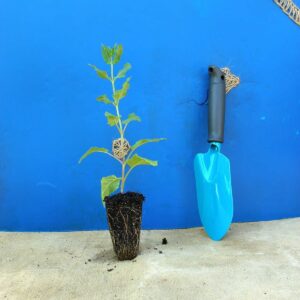 Шавлія чудова Queen Rose Salvia superba Queen Rose Рослини-заповнювачі Filler plants