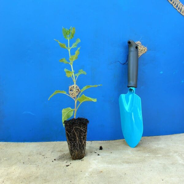 Шавлія чудова Queen Rose Salvia superba Queen Rose Рослини-заповнювачі Filler plants