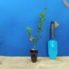 Бирючина овальнолиста Ligustrum ovalifolium Гребля Бирючина овальнолиста Ligustrum ovalifolium Кущ Shrub Структурні рослини Structural plants Рослини для живоплоту Живопліт Hedge