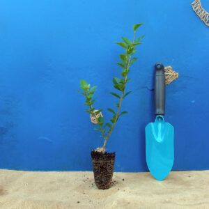 Бирючина овальнолиста Ligustrum ovalifolium Кущ Shrub Структурні рослини Structural plants Рослини для живоплоту Живопліт Hedge