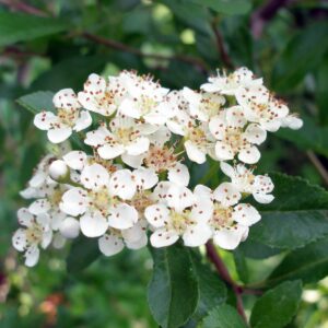 Квітування глодівцю Pyracantha flowering Pyracantha flower Pyracantha blossom Живопліт Hedge Структурні рослини Structural plants Гребля Shrub