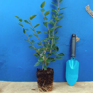 Кизильник блискучий Cotoneaster lucidus Кущ Shrub Рослини для живої огорожі Живопліт Hedge Structural plants Структурні рослини