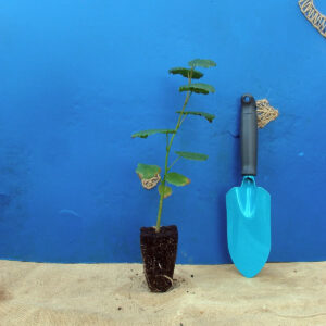 Липа широколиста Tilia platyphyllos Дерево Tree Структурні рослини Structural plants Рослини для живої огорожі Живопліт Hedge