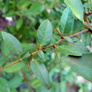 Листки та колючки глодівцю Pyracantha leaves and thorns Pyracantha Живопліт Hedge Структурні рослини Structural plants Гребля Shrub