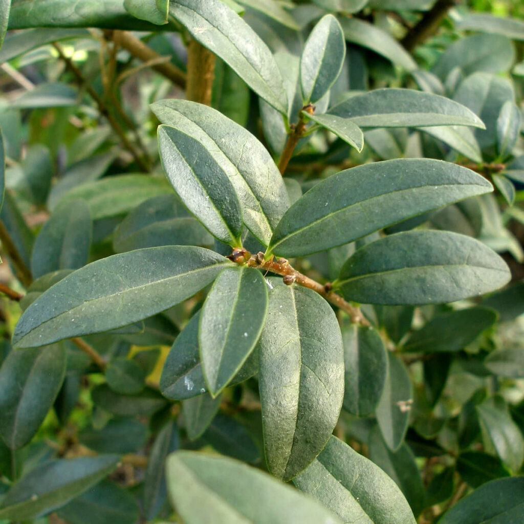 Листки бирючини звичайної Бирючина звичайна Leafs ligustrum vulgare Ligustrum vulgare Кущ Shrub Структурні рослини Structural plants Рослини для живоплоту Живопліт Hedge